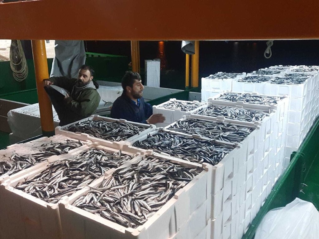 Gırgır teknesinde gece kasalar dolusu hamsi